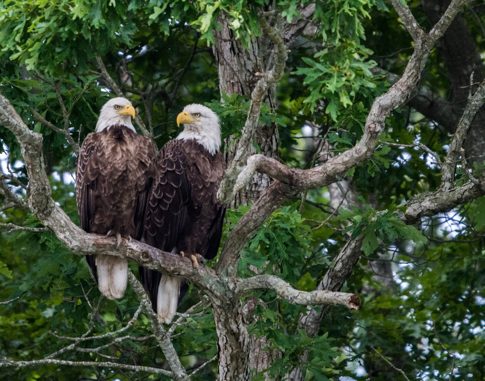 High-ranking Eagles search typed in on possible sleeper draft choice