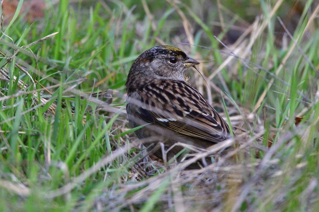 Senate Vote On TikTok Ban Bill Blocked Over Free Speech Concerns Amid Continued Bipartisan Scrutiny