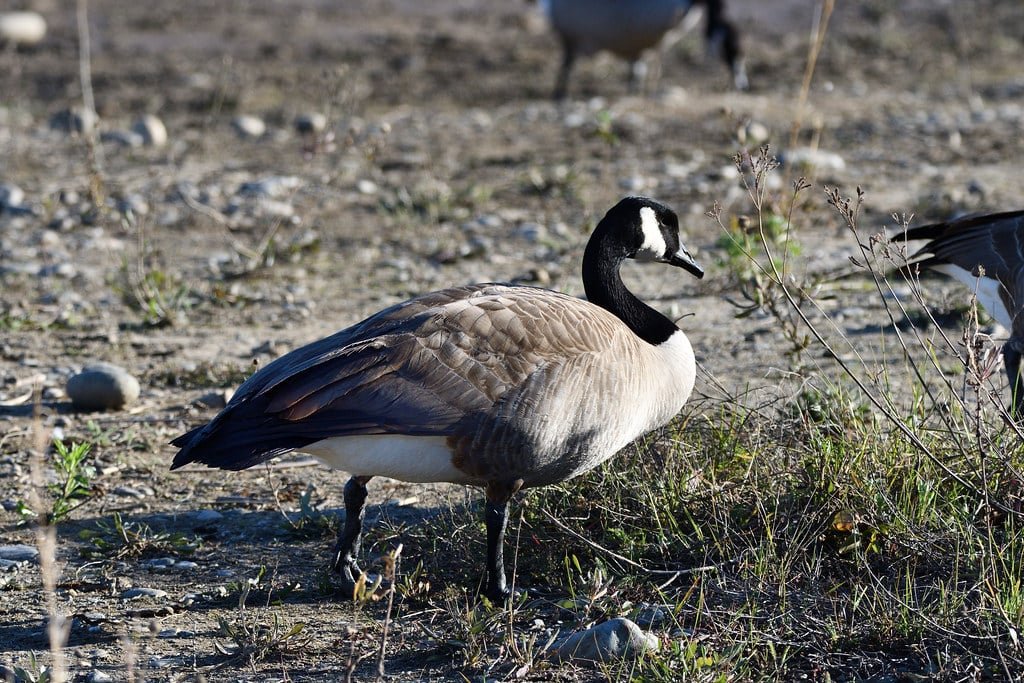 HG Semiconductor Announces 2022 Annual Results