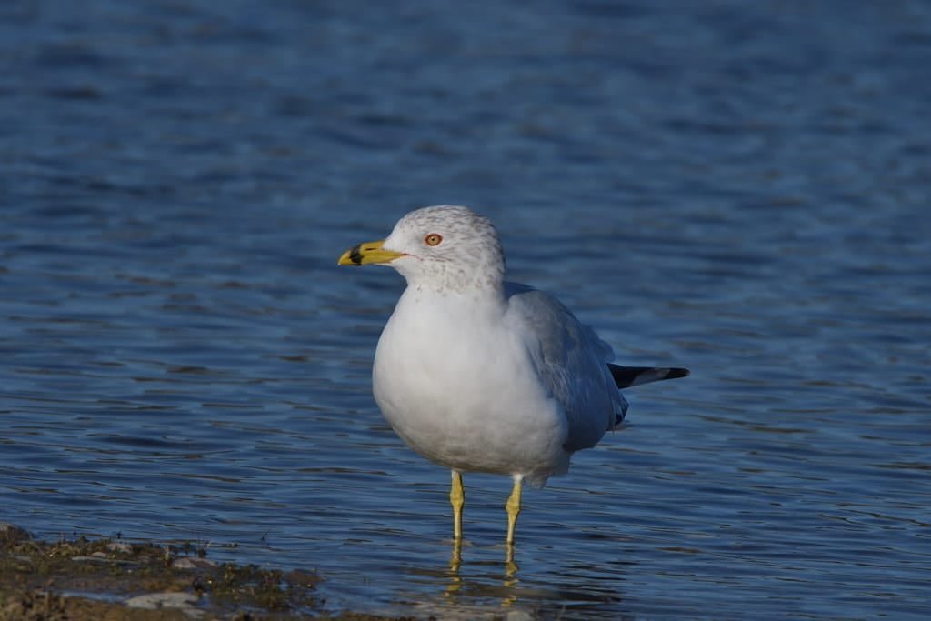 China's yuan reduces, market waits for China information as next driver 1 China’s yuan reduces, market waits for China information as next driver