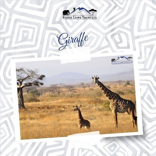 This treking path checks out an unblemished wilderness in the Western Balkans