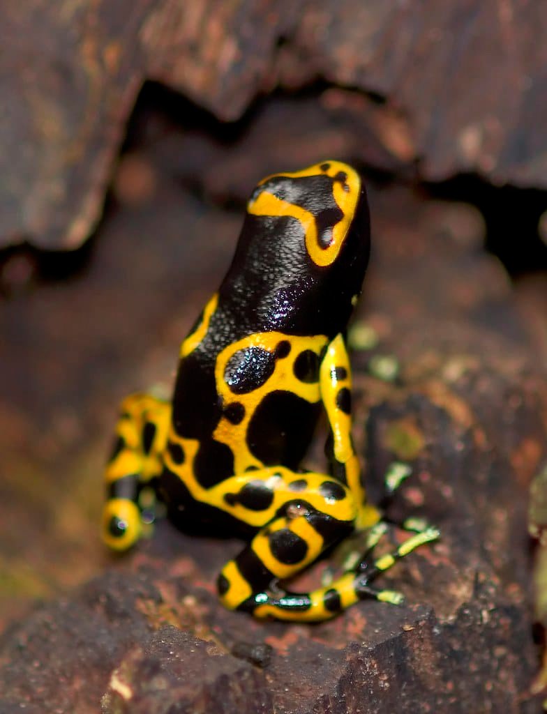 How fatal amphibians endure their own toxins 1 How fatal amphibians endure their own toxins