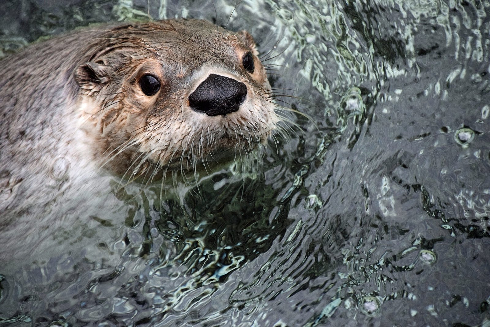 Otters are back, however that does not indicate our rivers are safe