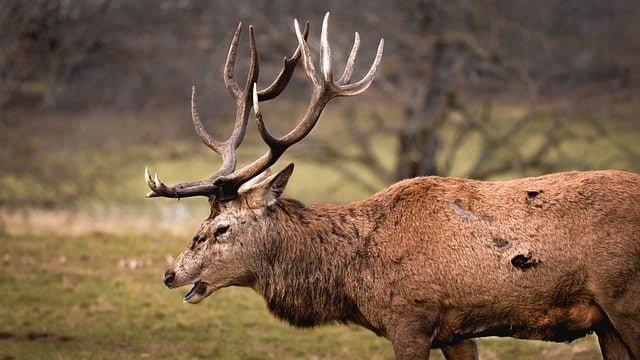 Nottingham Forest vs. Wolves Livestream: How to Watch Premier League Soccer From Anywhere