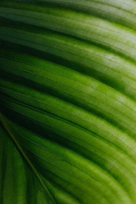 Photosynthesis is still a secret