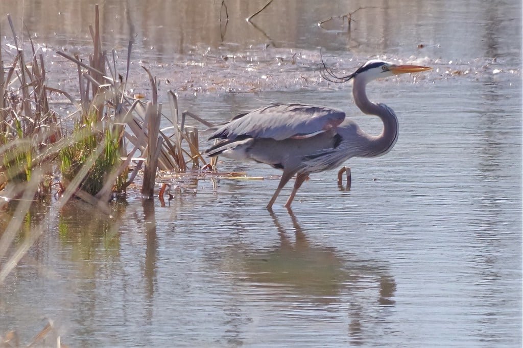 Lightning Strike Ignites Fire Inside Florida Tree