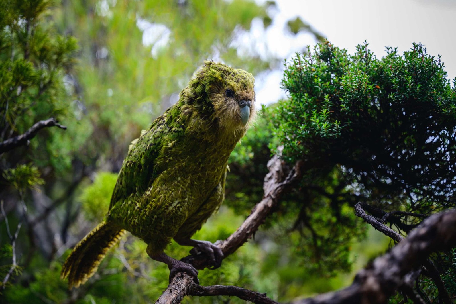 OAN Anchor Alison Steinberg