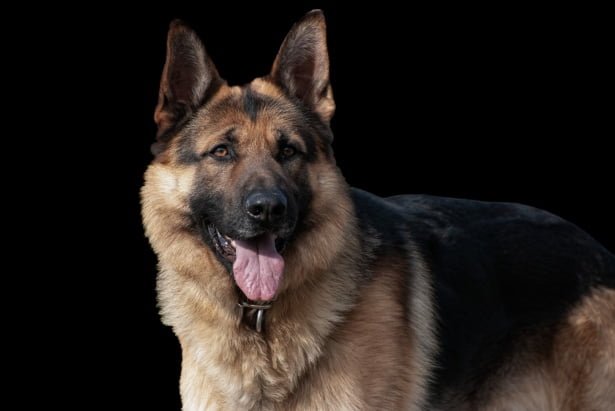 German shepherd injured in Ukraine gets brand-new start as authorities canine ... 1 German shepherd injured in Ukraine gets brand