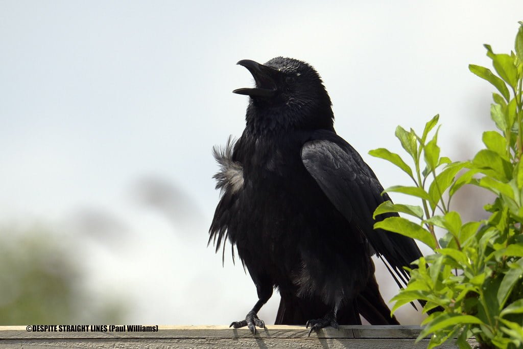 Million-Dollar Skins and NFTs: Exploring the Lucrative Intersection of Gaming and Blockchain 1 Exploring the Lucrative Intersection