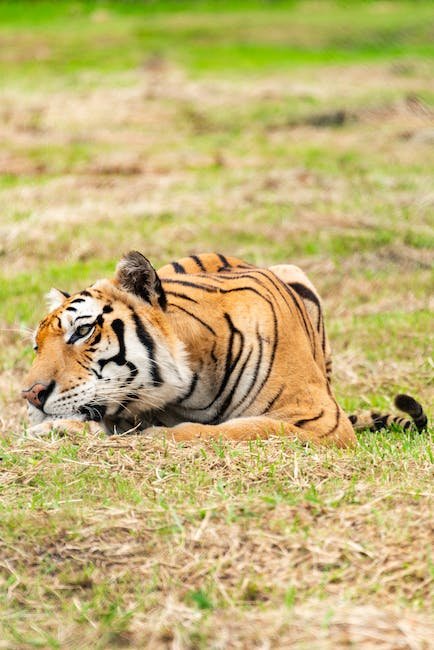 Kyukyoku Tiger-Heli Collection