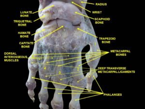 Dissecting the anatomy of a ‘superheroic’ science class