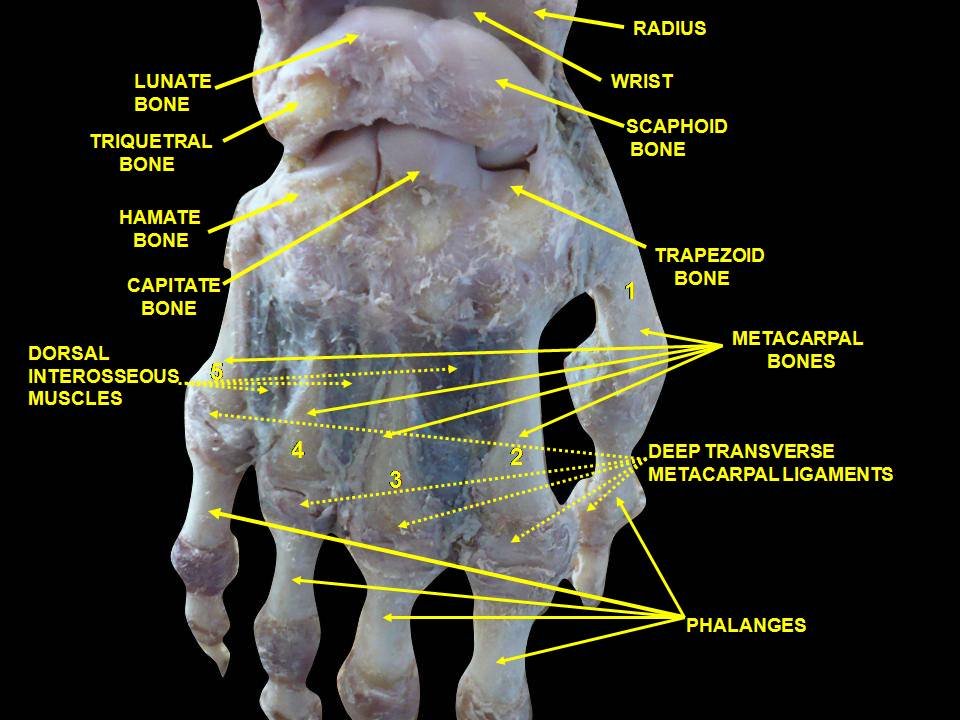 Dissecting the anatomy of a 'superheroic' science class 1 Dissecting the anatomy